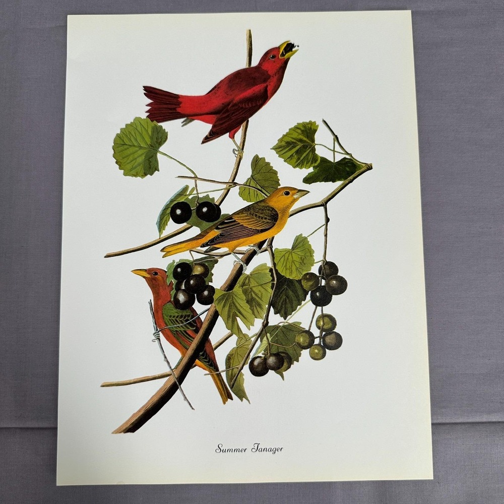 1950 Vintage Print Summer Tanager American Bird Art Illustration Audubon 9x12